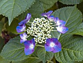 HYDRANGEA MACROPHYLLA MOWE