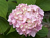 HYDRANGEA MACROPHYLLA PENNY MAC