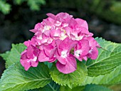 HYDRANGEA MACROPHYLLA ROSE SUPREME