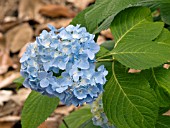 HYDRANGEA MACROPHYLLA TED MEREDITH