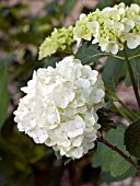 HYDRANGEA MACROPHYLLA WHITE