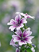 MALVA SYLVESTRIS