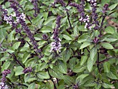 OCIMUM AFRICAN BLUE