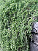 ROSMARINUS OFFICINALIS PROSTRATA