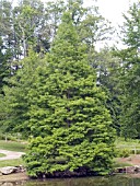 TAXODIUM DISTICHUM