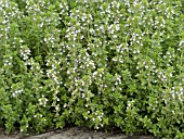 THYMUS VULGARIS WEDGEWOOD