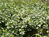 TRACHELOSPERMUM JASMINOIDES