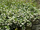 TRACHELOSPERMUM JASMINOIDES