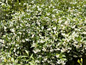 TRACHELOSPERMUM JASMINOIDES