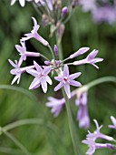 TULBAGHIA VIOLACEA SOCIETY GARLIC