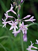 TULBAGHIA VIOLACEA SOCIETY GARLIC