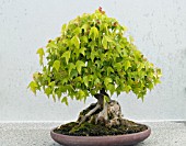 ACER BUERGERIANUM BONSAI