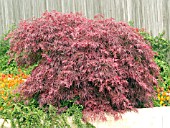 ACER PALMATUM DISSECTUM ATROPURPUREUM