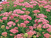 ACHILLEA APRICOT DELIGHT