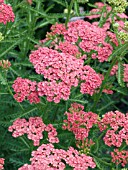 ACHILLEA APRICOT DELIGHT