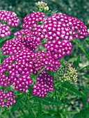 ACHILLEA MILLEFOLIUM CASSIS