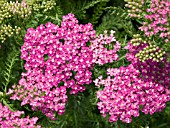 ACHILLEA MILLEFOLIUM MONTROSE ROSE