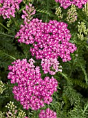 ACHILLEA MILLEFOLIUM MONTROSE ROSE