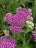 ACHILLEA MILLEFOLIUM ROYAL TAPESTRY