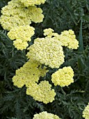 ACHILLEA MOONSHINE