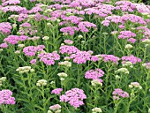 ACHILLEA PRETTY BELINDA