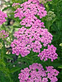 ACHILLEA PRETTY BELINDA