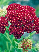 ACHILLEA STRAWBERRY SEDUCTION