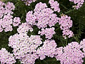 ACHILLEA WONDERFUL WAMPEE