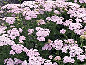 ACHILLEA WONDERFUL WAMPEE