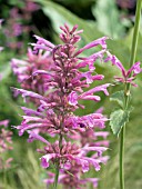 AGASTACHE TUTTI FRUTTI