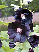 ALCEA ROSEA BLACK