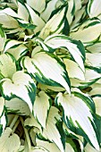 HOSTA WHITE CHRISTMAS