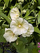 ALCEA ROSEA YELLOW