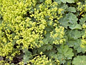 ALCHEMILLA VULGARIS