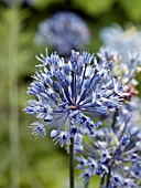 ALLIUM CAERULEUM