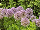 ALLIUM GLOBEMASTER