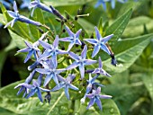 AMSONIA ELLIPTICA