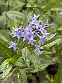 AMSONIA ELLIPTICA