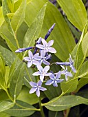 AMSONIA ORIENTALIS BLUE ICE