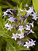 AMSONIA ORIENTALIS BLUE ICE