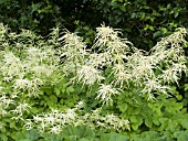 ARUNCUS DIOICUS