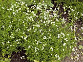 ASPERULA HEXAPHYLLA