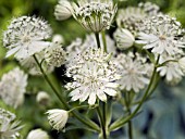 ASTRANTIA MAJOR ALBA