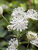 ASTRANTIA MAJOR ALBA