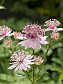 ASTRANTIA MAJOR ROMA