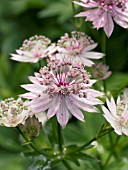 ASTRANTIA MAJOR ROMA