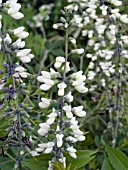 BAPTISIA AUSTRALIS ALBA