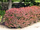 BERBERIS THUNBERGII ATROPURPUREA