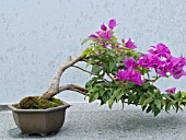 BOUGAINVILLEA BONSAI