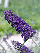 BUDDLEIA DAVIDII BLACK KNIGHT